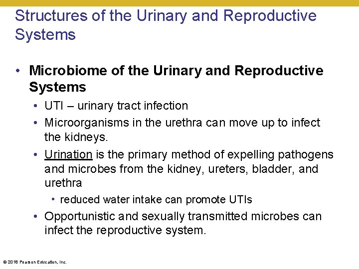 Structures of the Urinary and Reproductive Systems • Microbiome of the Urinary and Reproductive