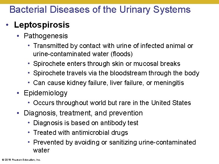 Bacterial Diseases of the Urinary Systems • Leptospirosis • Pathogenesis • Transmitted by contact
