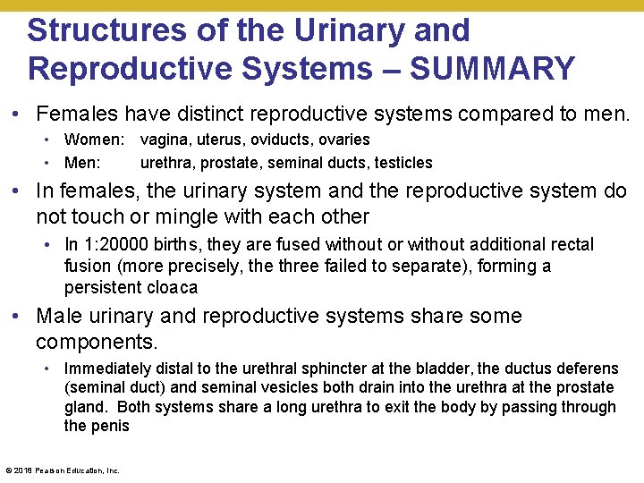 Structures of the Urinary and Reproductive Systems – SUMMARY • Females have distinct reproductive