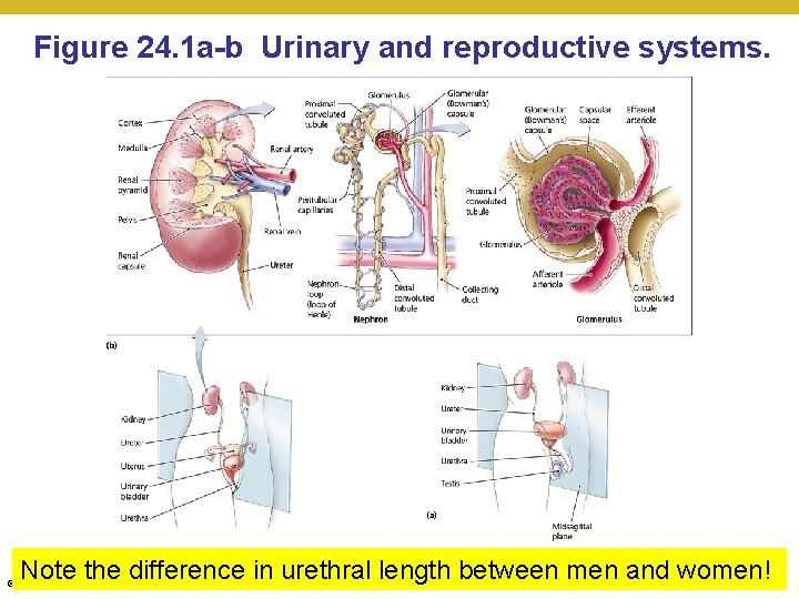Figure 24. 1 a-b Urinary and reproductive systems. Note the difference in urethral length