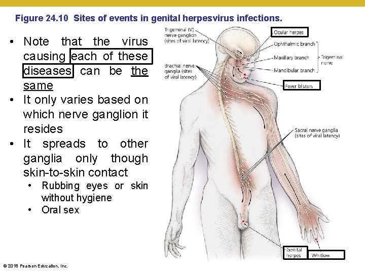 Figure 24. 10 Sites of events in genital herpesvirus infections. • Note that the