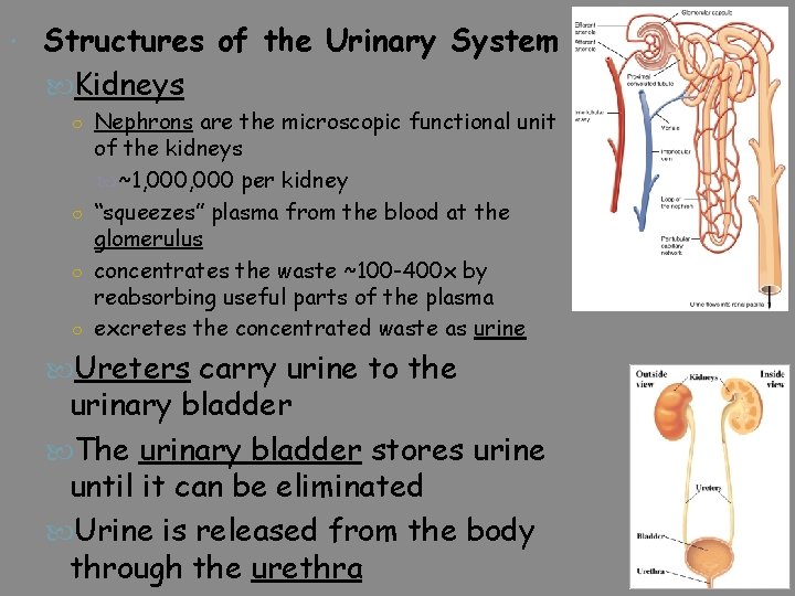  Structures of the Urinary System Kidneys ○ Nephrons are the microscopic functional unit