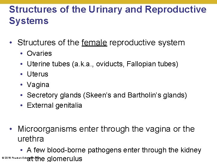 Structures of the Urinary and Reproductive Systems • Structures of the female reproductive system