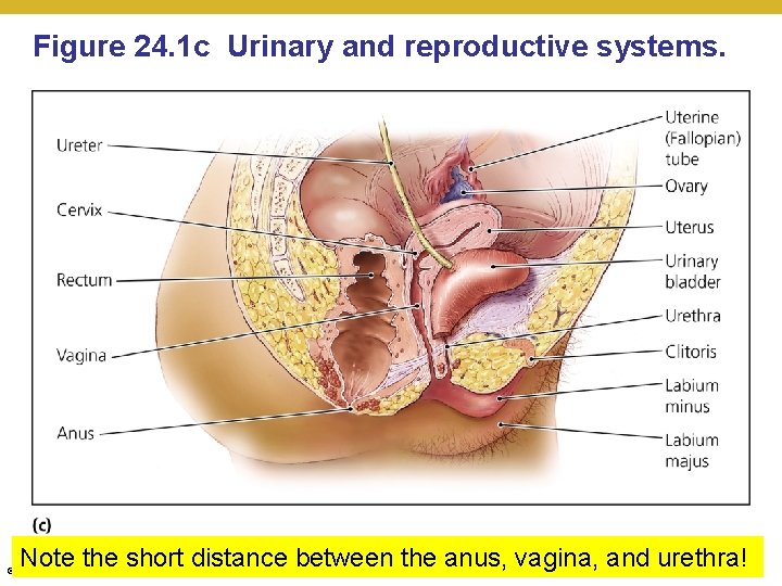 Figure 24. 1 c Urinary and reproductive systems. Note the short distance between the