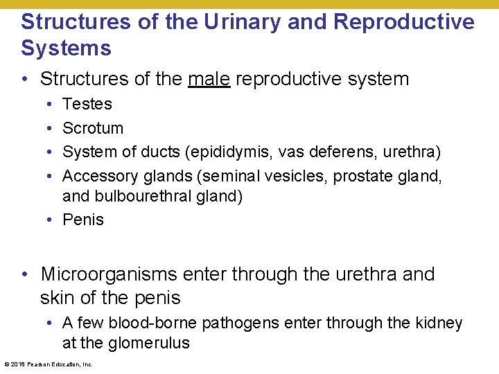 Structures of the Urinary and Reproductive Systems • Structures of the male reproductive system