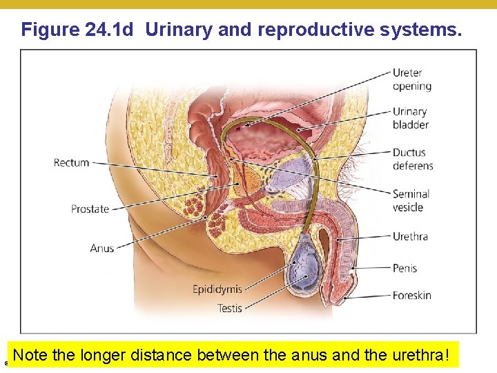 Figure 24. 1 d Urinary and reproductive systems. Note the longer distance between the