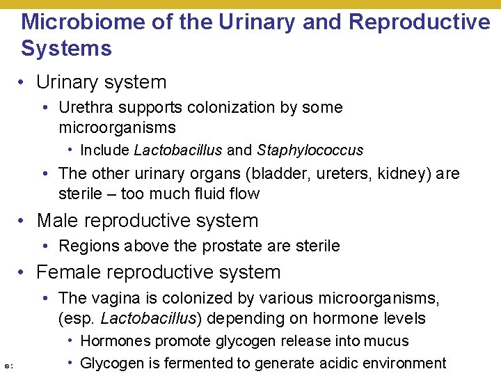 Microbiome of the Urinary and Reproductive Systems • Urinary system • Urethra supports colonization