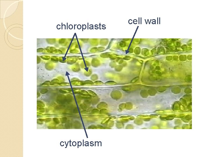 chloroplasts cytoplasm cell wall 