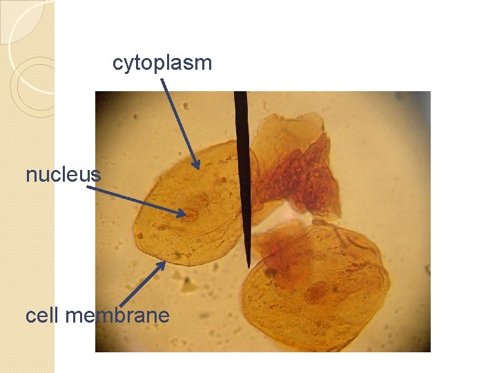 cytoplasm nucleus cell membrane 