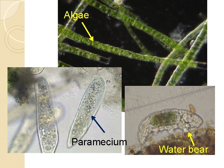 Cell Observation Lab You will differentiate between a