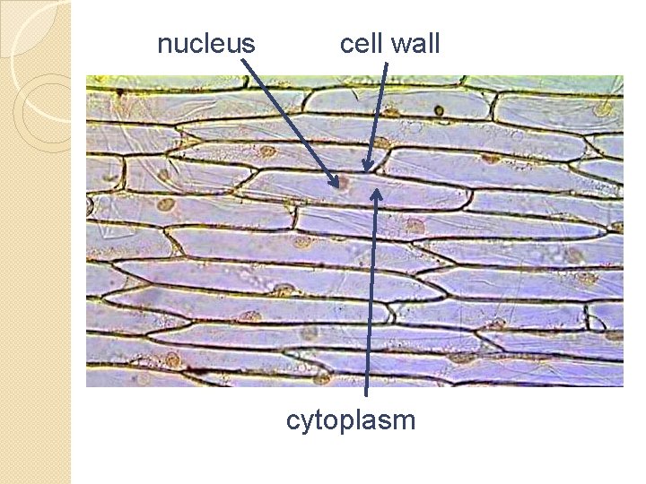 Cell Observation Lab You will differentiate between a
