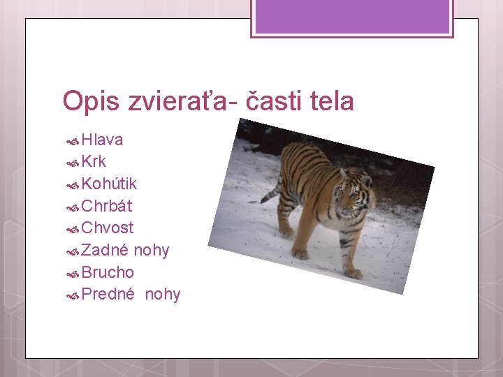 Opis zvieraťa- časti tela Hlava Krk Kohútik Chrbát Chvost Zadné nohy Brucho Predné nohy