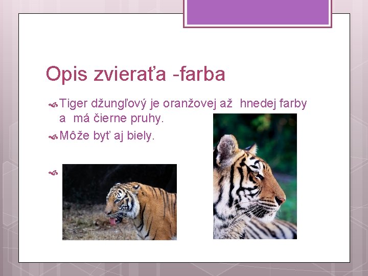 Opis zvieraťa -farba Tiger džungľový je oranžovej až hnedej farby a má čierne pruhy.