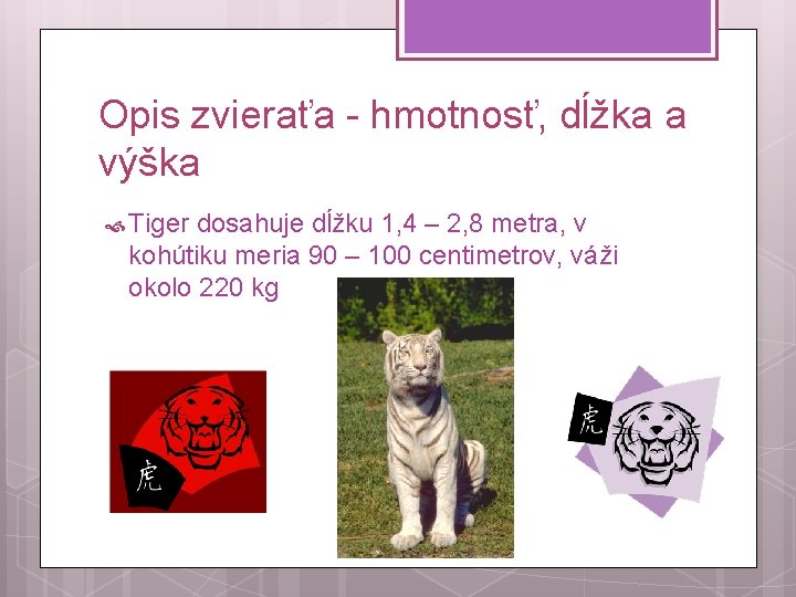 Opis zvieraťa - hmotnosť, dĺžka a výška Tiger dosahuje dĺžku 1, 4 – 2,