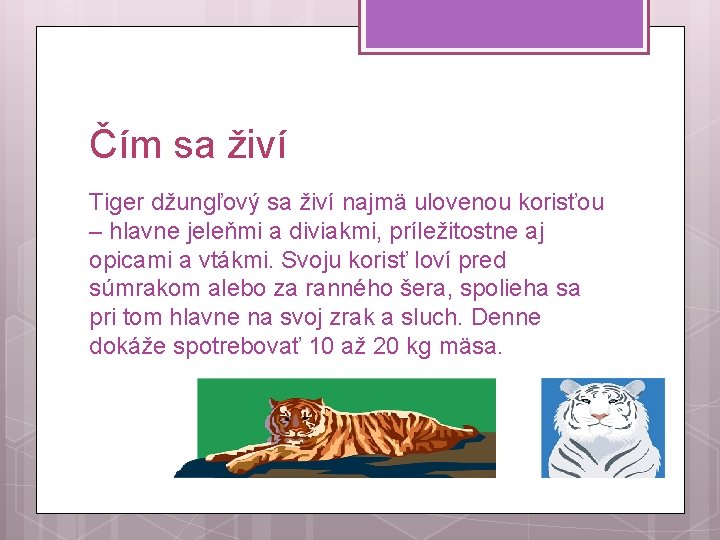 Čím sa živí Tiger džungľový sa živí najmä ulovenou korisťou – hlavne jeleňmi a