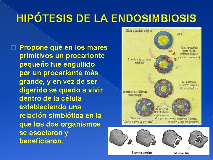 HIPÓTESIS DE LA ENDOSIMBIOSIS � Propone que en los mares primitivos un procarionte pequeño