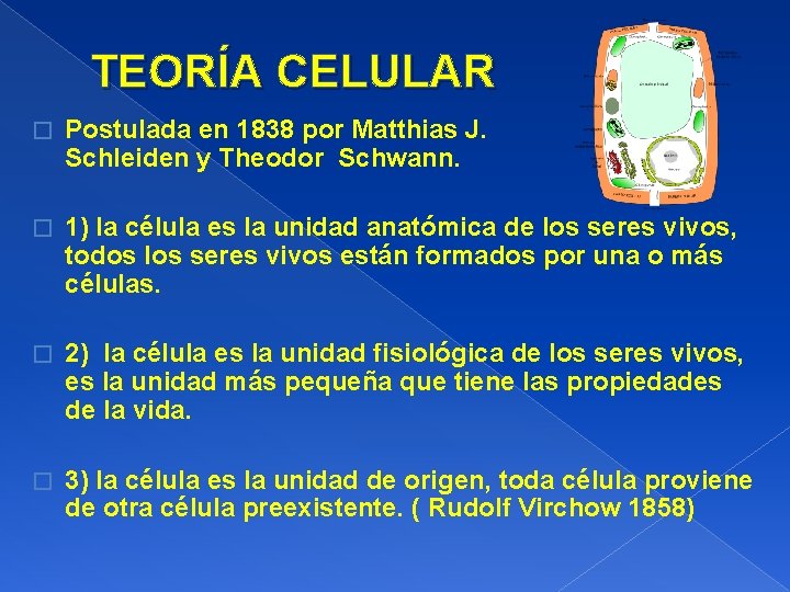 TEORÍA CELULAR � Postulada en 1838 por Matthias J. Schleiden y Theodor Schwann. �