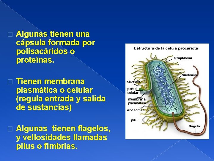 � Algunas tienen una cápsula formada por polisacáridos o proteínas. � Tienen membrana plasmática