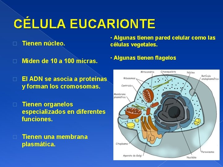 CÉLULA EUCARIONTE � Tienen núcleo. � Miden de 10 a 100 micras. � El