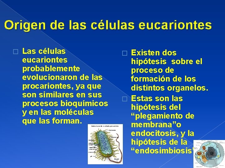 Origen de las células eucariontes � Las células eucariontes probablemente evolucionaron de las procariontes,