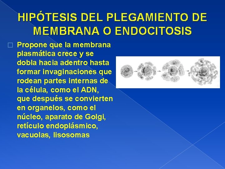 HIPÓTESIS DEL PLEGAMIENTO DE MEMBRANA O ENDOCITOSIS � Propone que la membrana plasmática crece