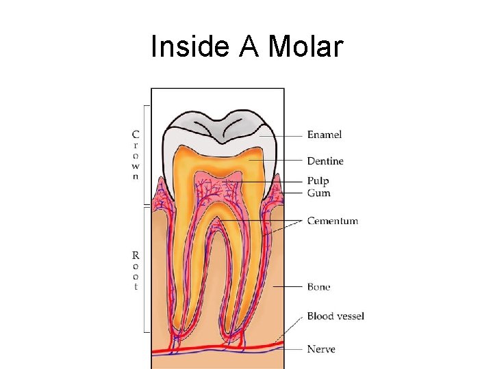 Inside A Molar 