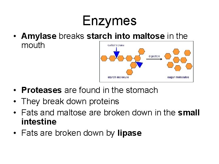 Enzymes • Amylase breaks starch into maltose in the mouth • Proteases are found