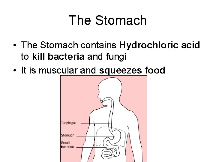 The Stomach • The Stomach contains Hydrochloric acid to kill bacteria and fungi •