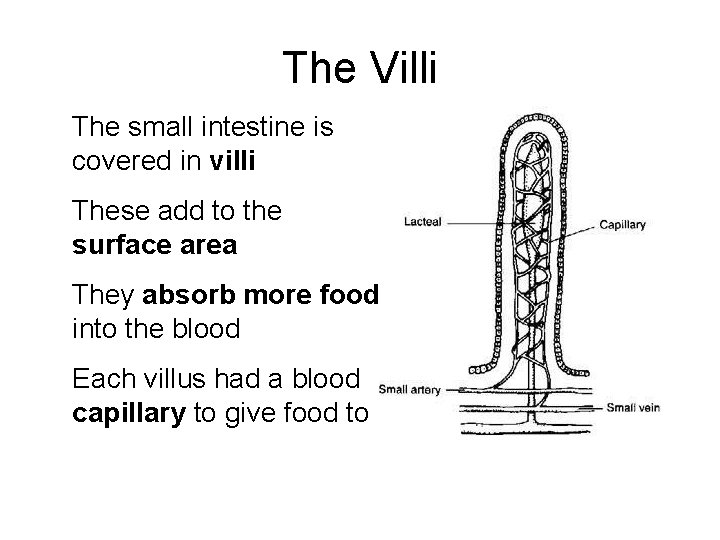 The Villi The small intestine is covered in villi These add to the surface