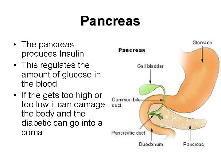 Pancreas • The pancreas produces Insulin • This regulates the amount of glucose in