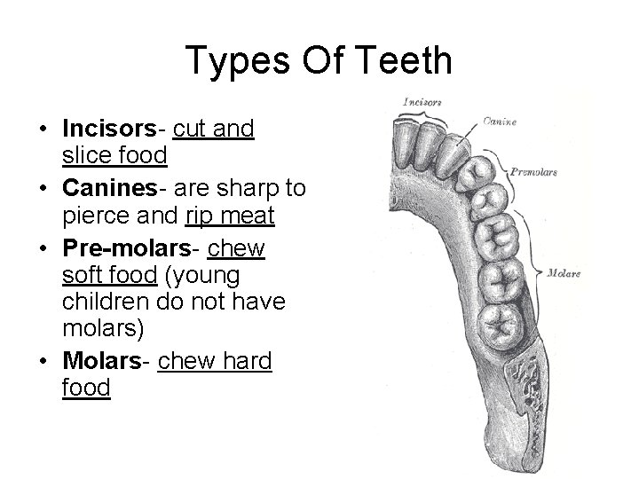 Types Of Teeth • Incisors- cut and slice food • Canines- are sharp to