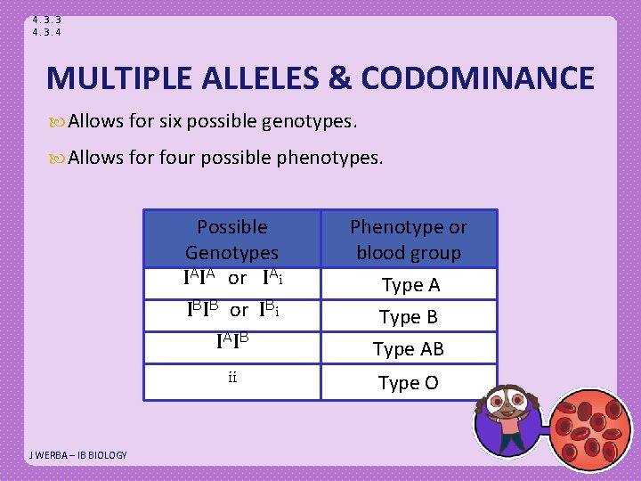 4. 3. 3 4. 3. 4 MULTIPLE ALLELES & CODOMINANCE Allows for six possible