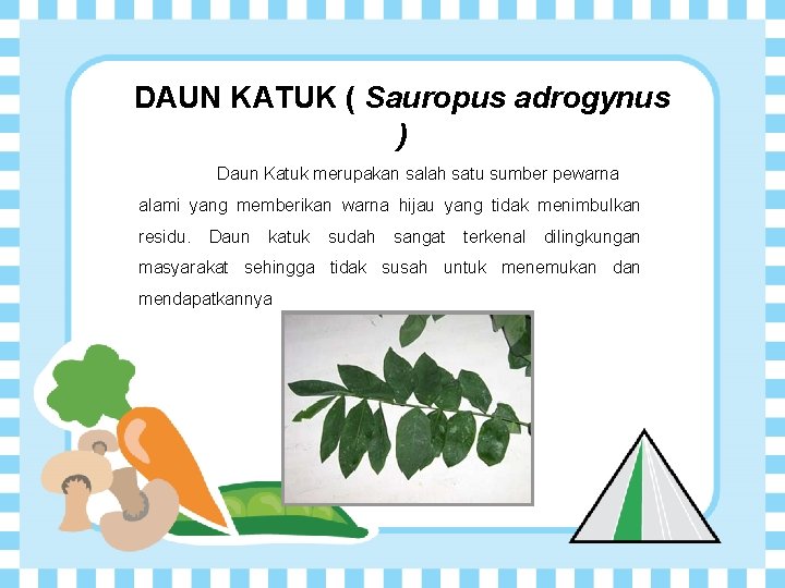 DAUN KATUK ( Sauropus adrogynus ) Daun Katuk merupakan salah satu sumber pewarna alami