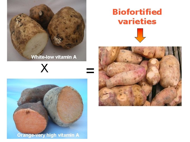 Biofortified varieties White-low vitamin A X Orange-very high vitamin A = 