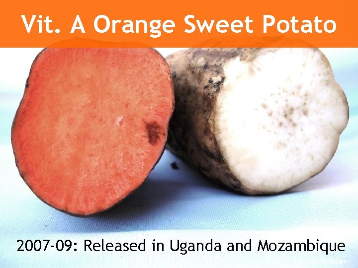 Vit. A Orange Sweet Potato 2007 -09: Released in Uganda and Mozambique Photo: Y.