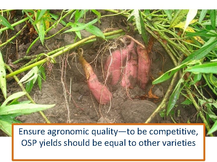 Ensure agronomic quality—to be competitive, OSP yields should be equal to other varieties 