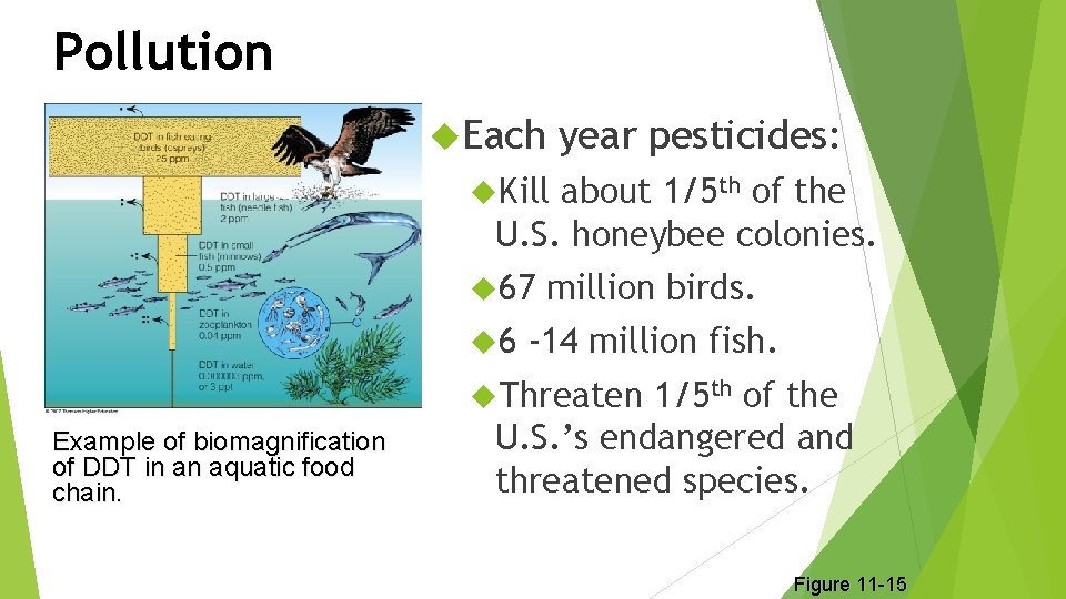 Pollution Each year pesticides: Kill about 1/5 th of the U. S. honeybee colonies.
