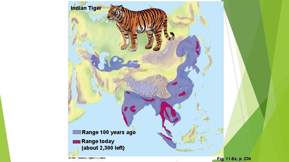 Indian Tiger Range 100 years ago Range today (about 2, 300 left) Fig. 11