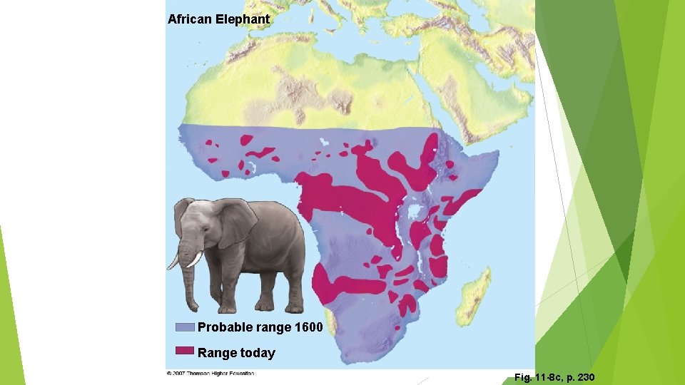 African Elephant Probable range 1600 Range today Fig. 11 -8 c, p. 230 