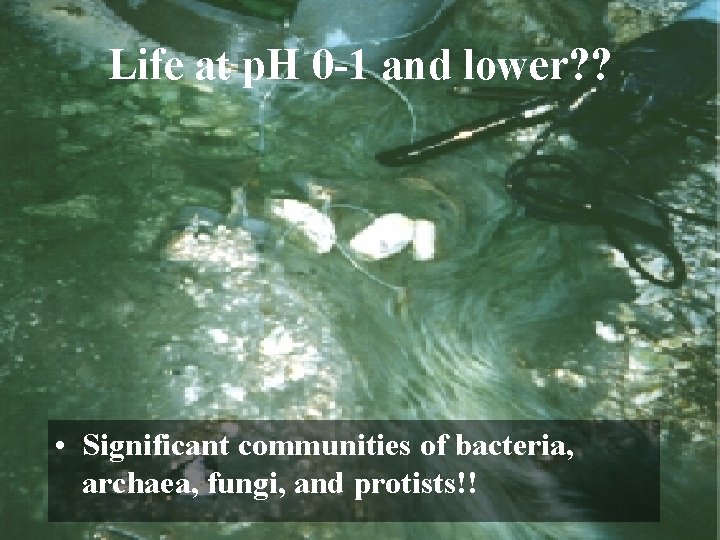 Life at p. H 0 -1 and lower? ? • Significant communities of bacteria,