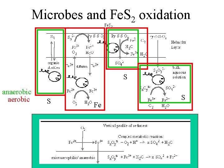 Microbes and Fe. S 2 oxidation S anaerobic S Fe S 