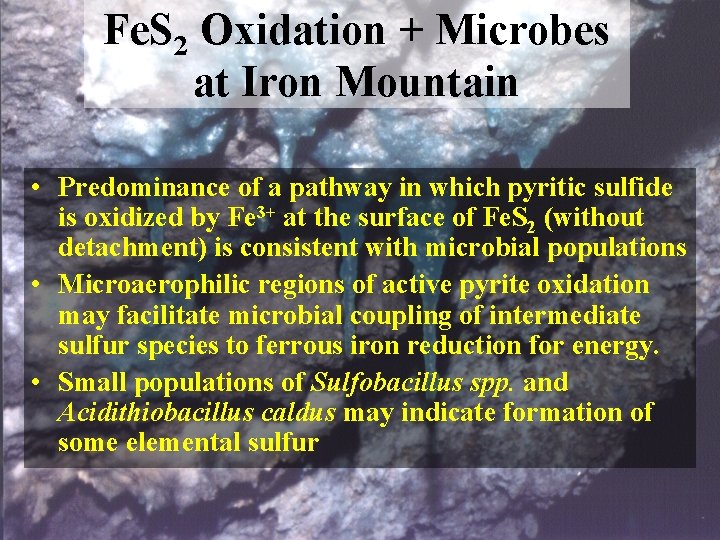 Fe. S 2 Oxidation + Microbes at Iron Mountain • Predominance of a pathway