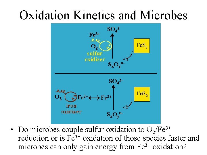 Oxidation Kinetics and Microbes • Do microbes couple sulfur oxidation to O 2/Fe 3+