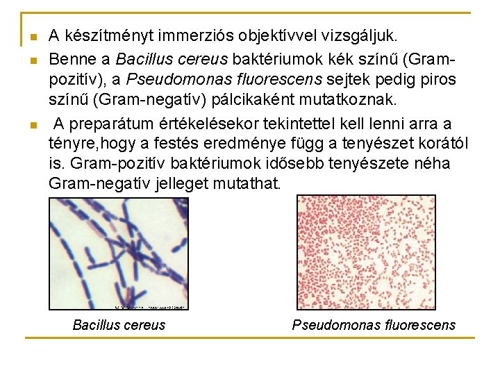 n n n A készítményt immerziós objektívvel vizsgáljuk. Benne a Bacillus cereus baktériumok kék