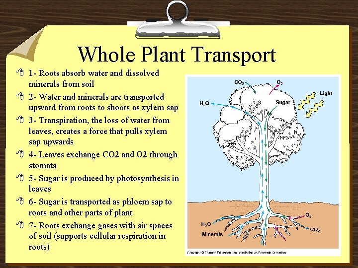 Whole Plant Transport 8 1 - Roots absorb water and dissolved minerals from soil