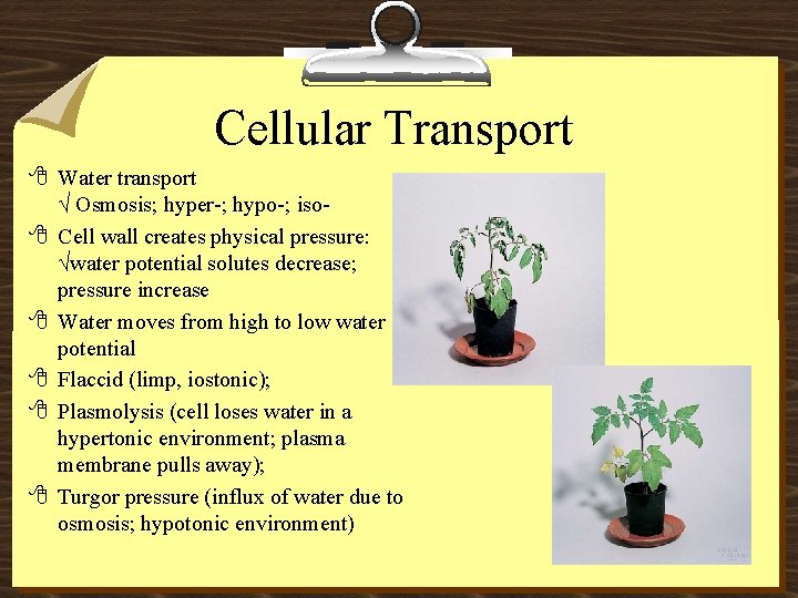 Cellular Transport 8 Water transport √ Osmosis; hyper-; hypo-; iso 8 Cell wall creates