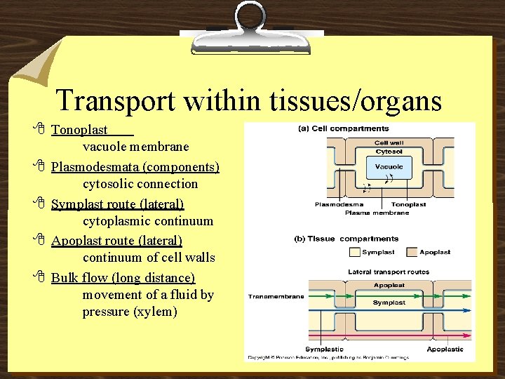 Transport within tissues/organs 8 Tonoplast vacuole membrane 8 Plasmodesmata (components) cytosolic connection 8 Symplast