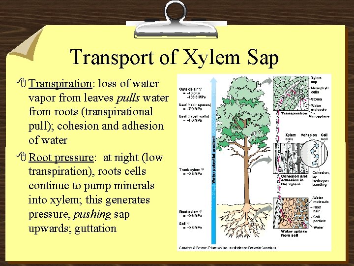 Transport of Xylem Sap 8 Transpiration: loss of water vapor from leaves pulls water