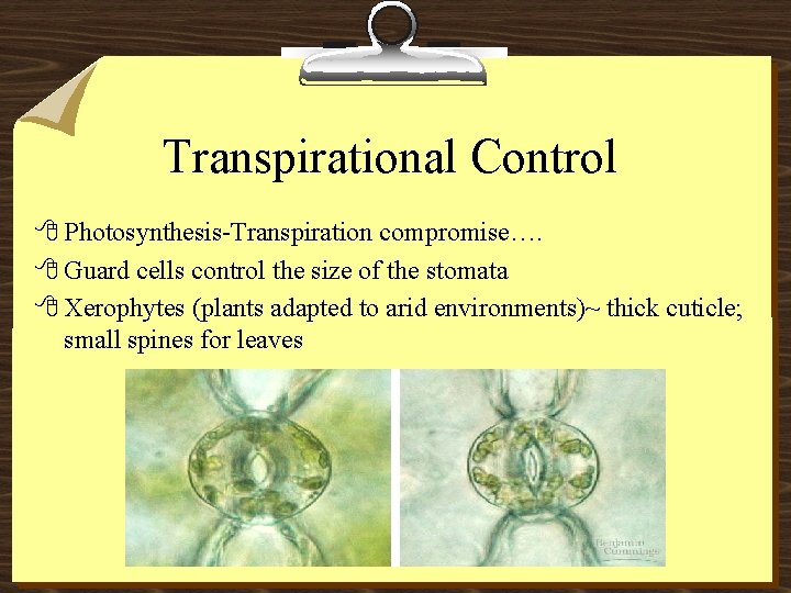 Transpirational Control 8 Photosynthesis-Transpiration compromise…. 8 Guard cells control the size of the stomata