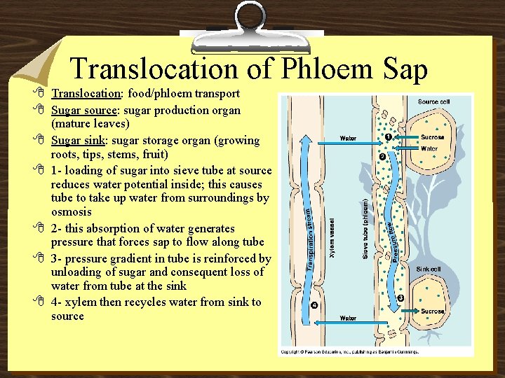 Translocation of Phloem Sap 8 Translocation: food/phloem transport 8 Sugar source: sugar production organ